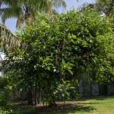 O ancora l�Eritrina, albero tropicale sudamericano...